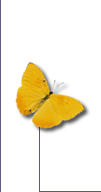 Jade-Jewelry-Yellow-Butterfly-Image